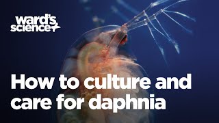 Caring and Culturing for Daphnia [upl. by Janean]