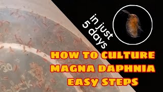 How to Culture Magna Daphnia Easily [upl. by Chee178]