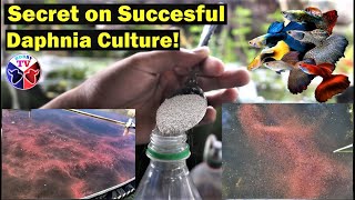 How to Culture Daphnia Successfully [upl. by Ycniuqal]