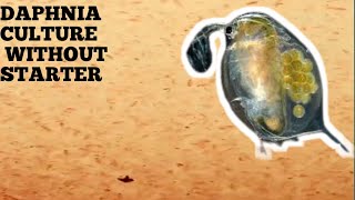 HOW TO CULTURE DAPHNIA NATURALLY WITHOUT A STARTER [upl. by Marvella478]