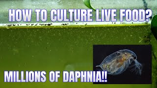 How to Culture Daphnia Secret Method to Breed MILLIONS  Simply Aquatic [upl. by Ilecara321]