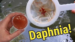 How I Culture Daphnia In Outdoor Tubs [upl. by Eran826]