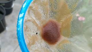 How to culture daphnia moina in a small container Part 1 English Subtitle [upl. by Celia155]