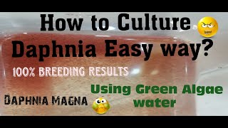 Daphnia MagnaHow to Culture Daphnia Easy wayCulturing Daphnia using Green water Daphnia [upl. by Middendorf]