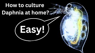 BEST Live Fish Food Beginner guide How to Culture Daphnia at home [upl. by Brad]