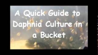 How to culture daphnia outside [upl. by Annuhsal]