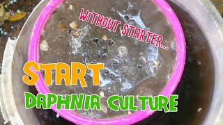 How to culture daphnia moina the easy way 1  Starting the Daphnia culture [upl. by Greenes773]