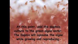 Daphnia  How to grow daphnia in your home [upl. by Yregerg530]