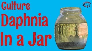 How to Culture Daphnia in a Jar [upl. by Artinek]