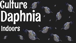 How to Culture Daphnia [upl. by Bindman641]