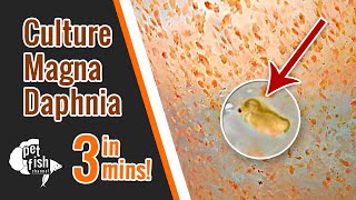 How to culture DAPHNIA MAGNA  The easy way [upl. by Meesan]