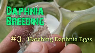 Daphnia Culture made simple and easy 3  Hatching Daphnia eggs [upl. by Atsirtal]