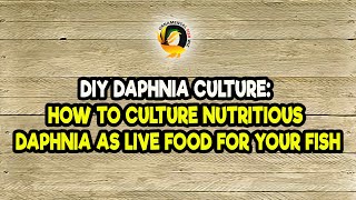 DIY Daphnia Culture How to Culture Nutritious Daphnia as Live Food for Your Fish [upl. by Borg]