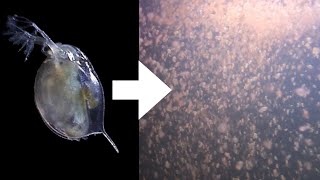 How I Culture Daphnia [upl. by Skerl]