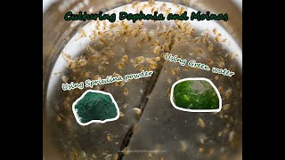 How To Culture Daphnia and Moinas using Green Water Spirulina powder [upl. by Anikat463]