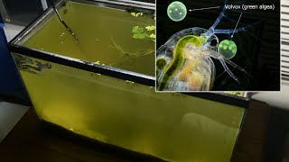 Raising Daphnia for the Freshwater Aquarium [upl. by Steele]