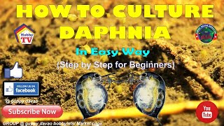 HOW TO CULTURE DAPHNIA In Easy Way [upl. by Cl]